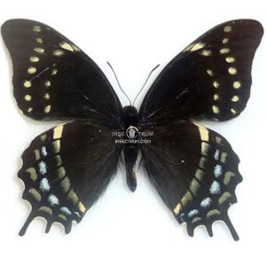 PAPILIO WARSCEWICZII